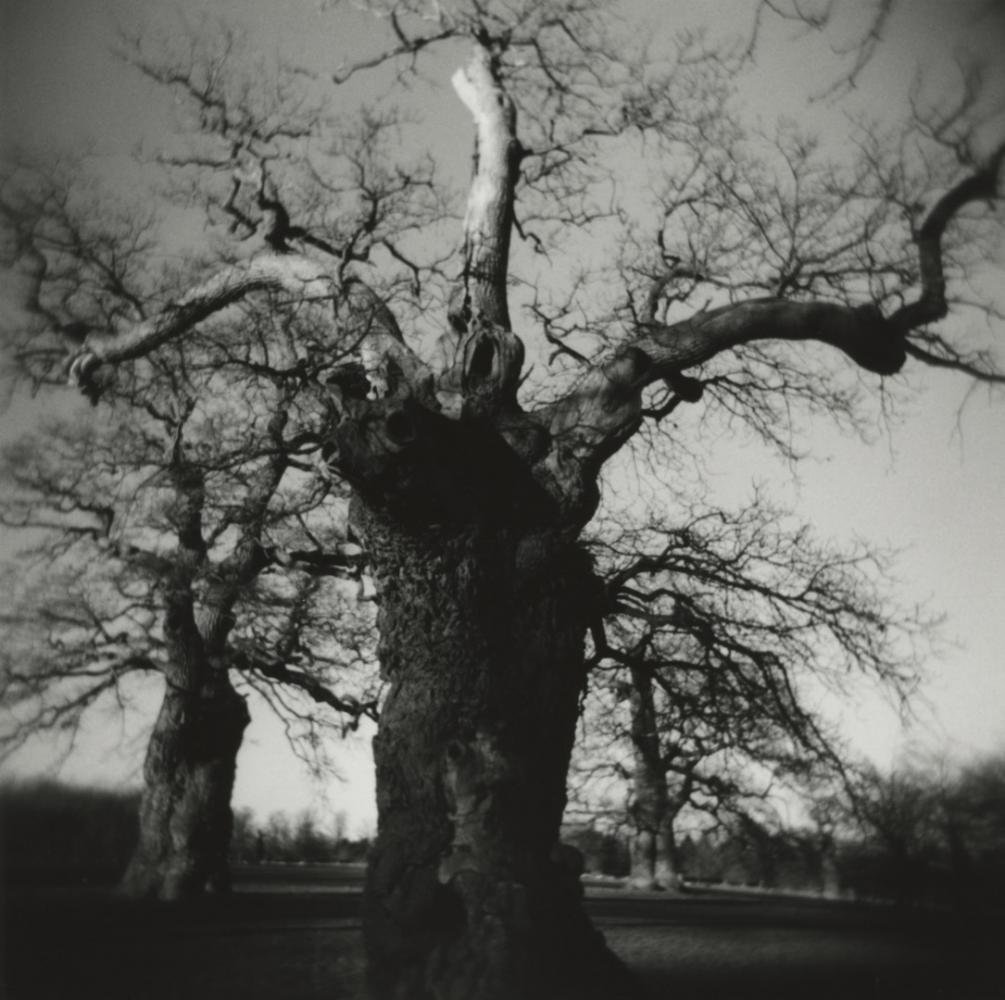 Old Warriors, Blenheim