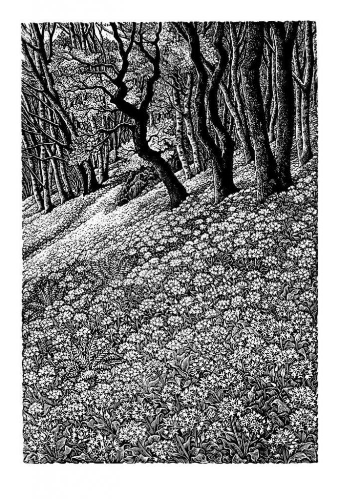 Woodlands with Wild Garlic SUE SCULLARD