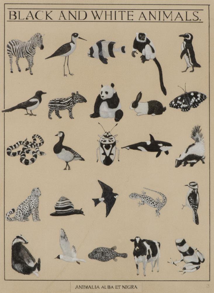 Black and White Animals