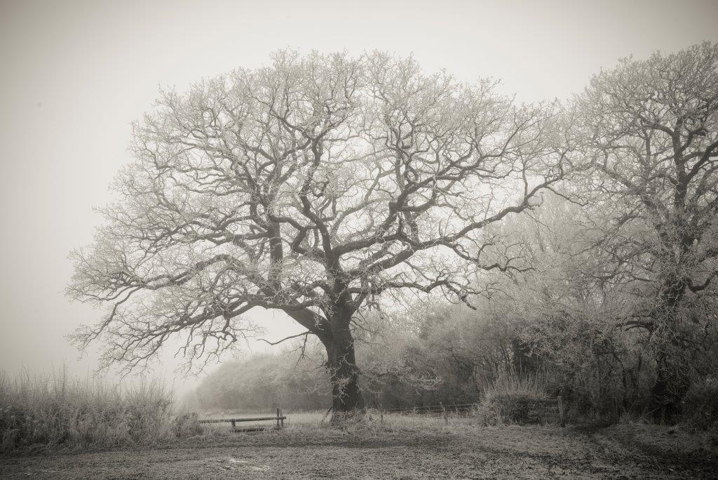 Oak Tree with Hoar Frost