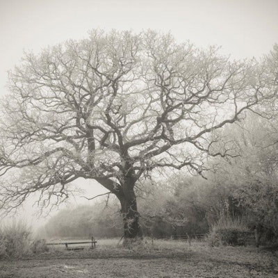 Oak Tree with Hoar Frost