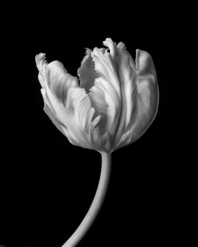 Parrot Tulip