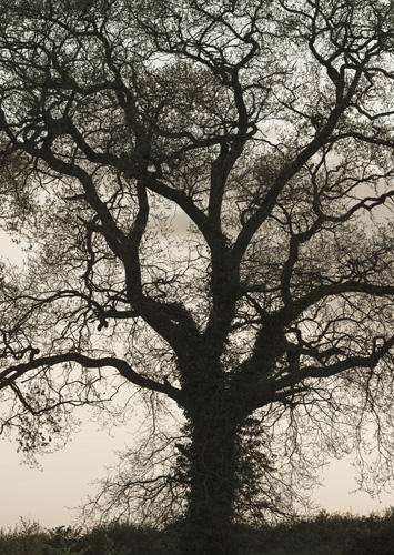 Oak Tree
