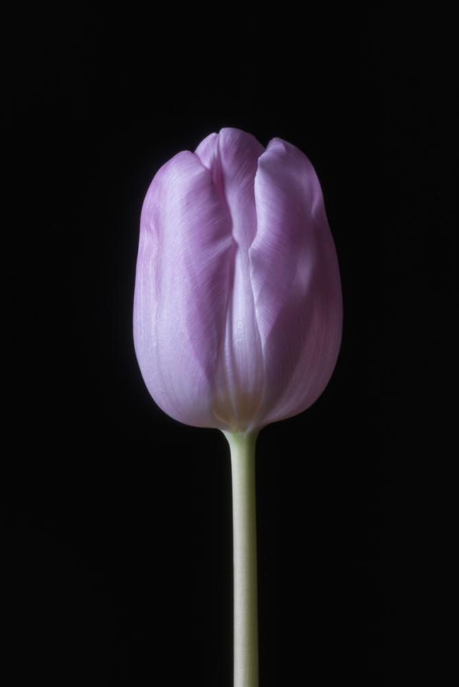 Tulip (purple)