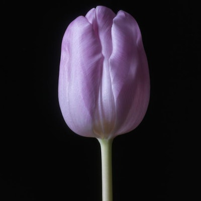 Tulip (purple)