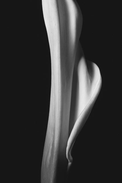 Calla Lily