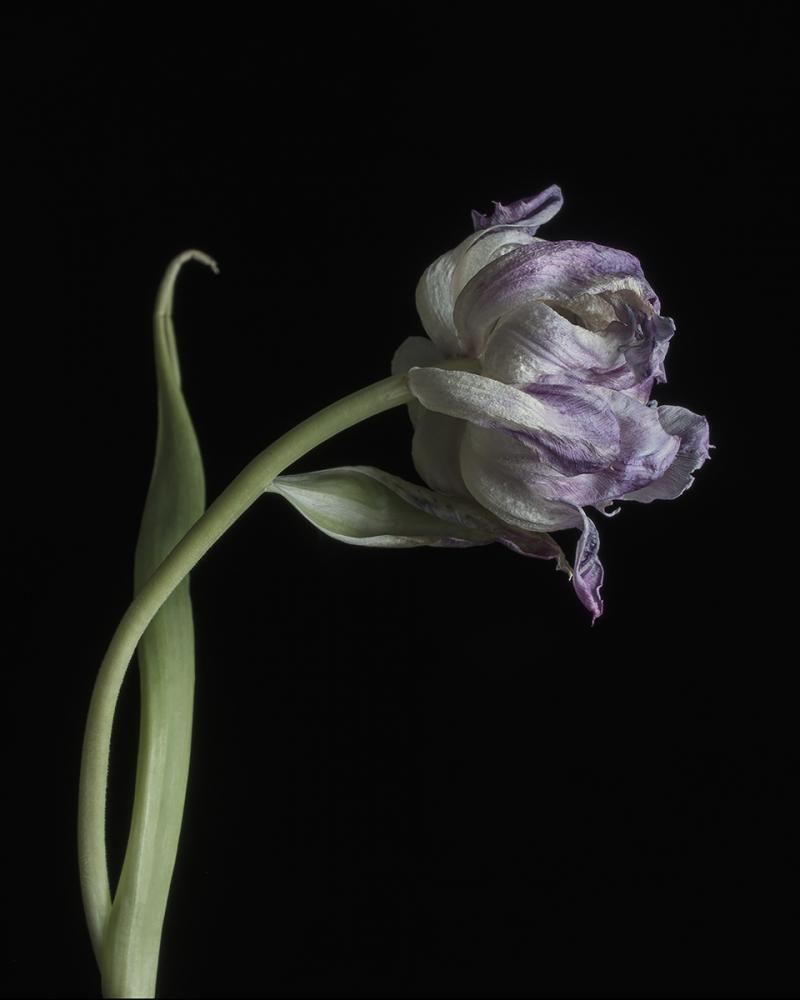 Tulip (purple)