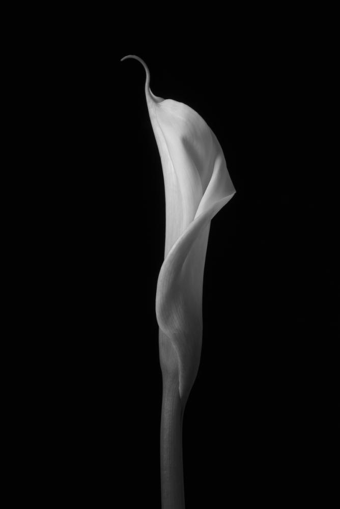 Calla Lily Detail I