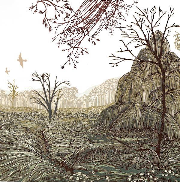 Marley Fen, Wytham Woods (Rosie Fairfax-Cholmeley)