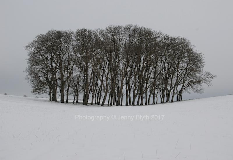 Walnut Spinney, Winter