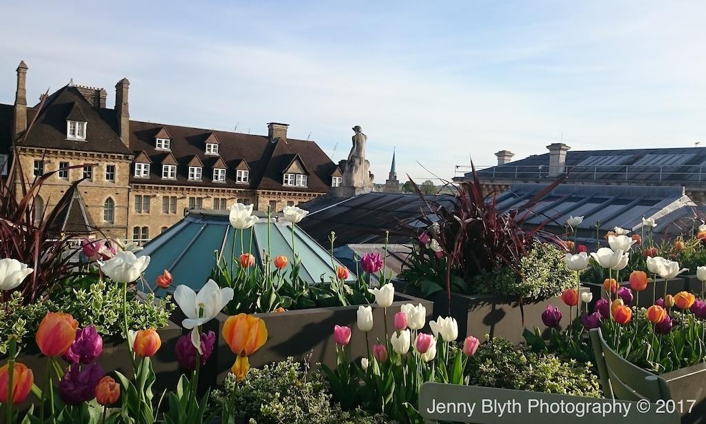 Apollo Presides, Ashmolean, 2017