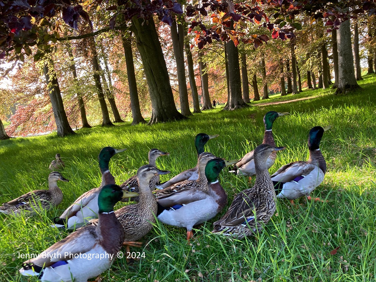 Jenny BLYTH 'Duck Troupe beneath Copper Beech' pigmented inks on archival paper 32 x 45 cm (framed)