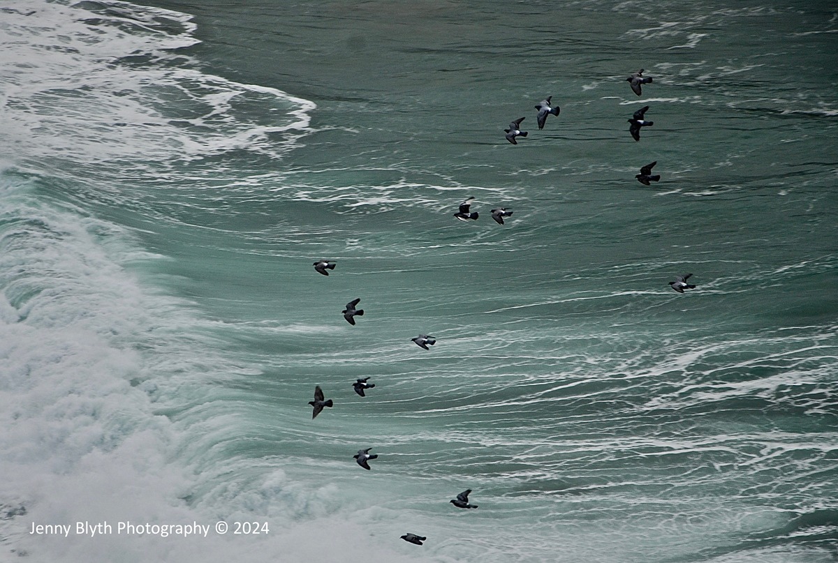 Jenny BLYTH 'Pigeons Wind Surfing, Cape Cornwall' pigmented inks on archival paper 32 x 45 cm (framed)